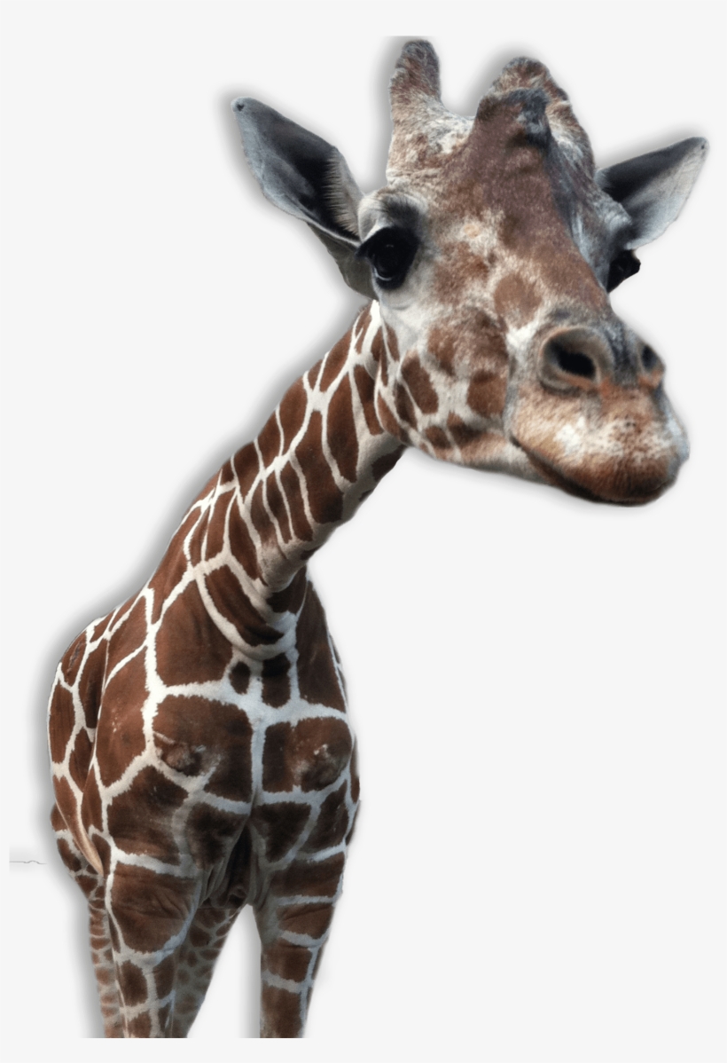 Giraffe Close Up - Animal Png Transparent Backgrounds, transparent png download