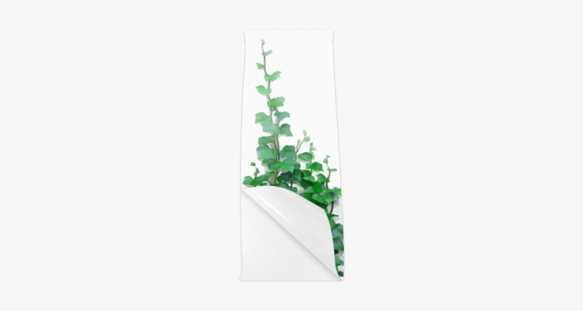 Watercolor Ivy - Watercolor Painting, transparent png download