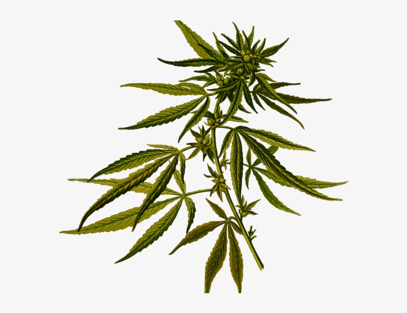 Marijuana Real Estate California - Botanical Illustration Of Hemp, transparent png download