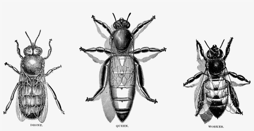 Bees Clipart Vintage - Bee Hierarchy, transparent png download