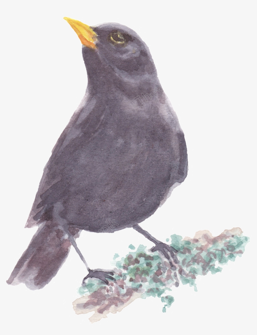 Picture Freeuse Black Bird Standing On A Branch Transparent - Painting, transparent png download