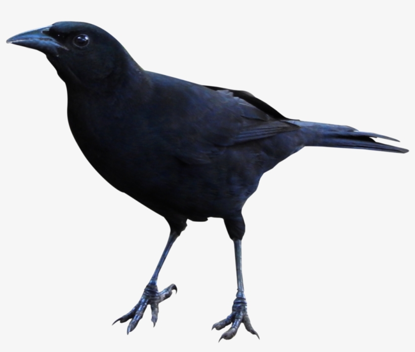 Raven Png Clipart - Papercutting, transparent png download