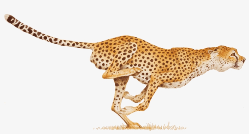 Cheetah Png - Hitting Your Stride: Your Work, Your Way, transparent png download