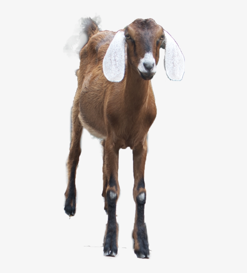 Goat Png Images - Goat, transparent png download
