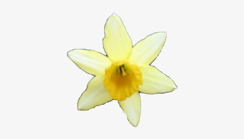 Plants/ Flowers/ Daffodil - Frogger He's Back Lives, transparent png download