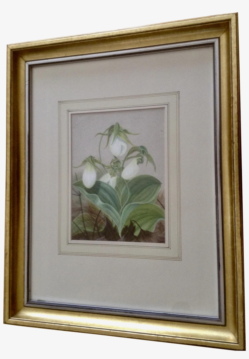 Hannah Lynde, American Painter , Antique Botanical - Painting, transparent png download