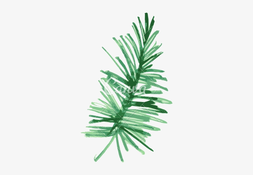 Banner Library Library Pine Fir Leaf Plant Painting - Tropical Plants Png Water Color Transparent, transparent png download