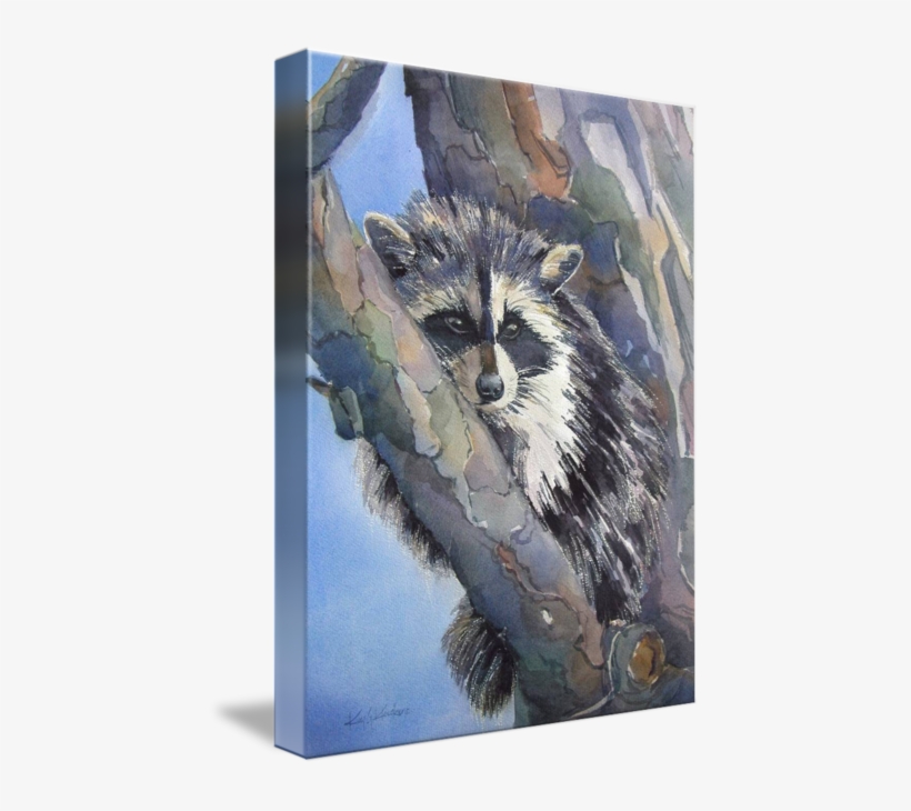 "baby Racoon" By Kim Kloecker, // - Procyon, transparent png download