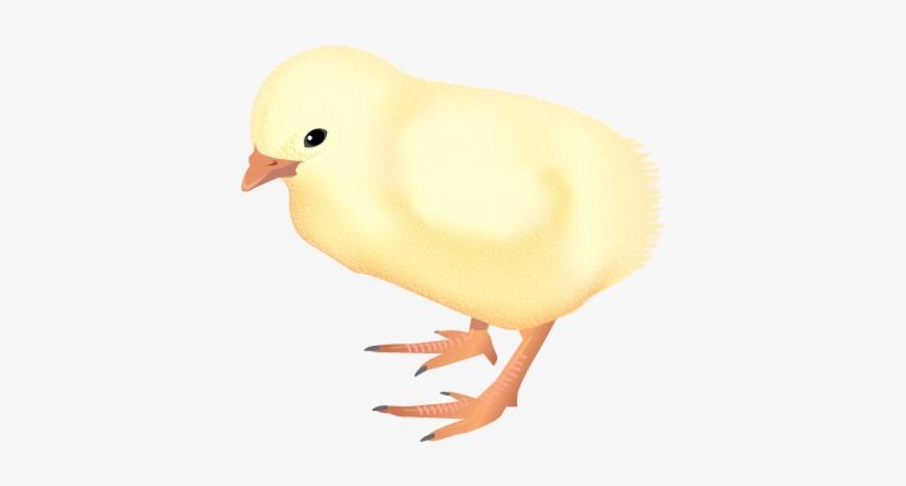 201109 Chicken - Wikimedia Commons, transparent png download