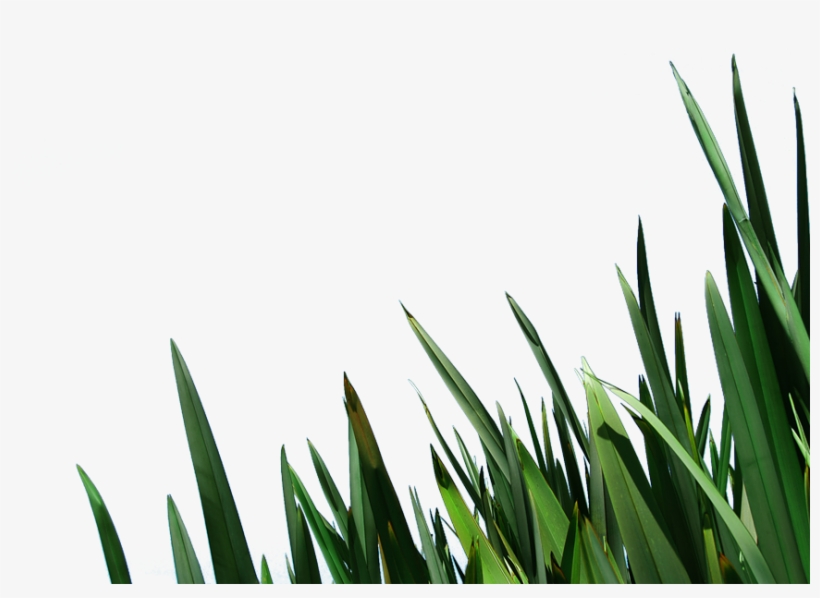 Free Clip Art Blades Of Grass Image Information - Shah Alam, transparent png download
