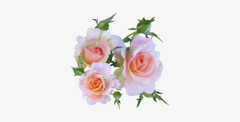 Rose, Pink, Cut, Out - Rosen-geburtstag Des Bonbon-16 6 Untersetzer, transparent png download
