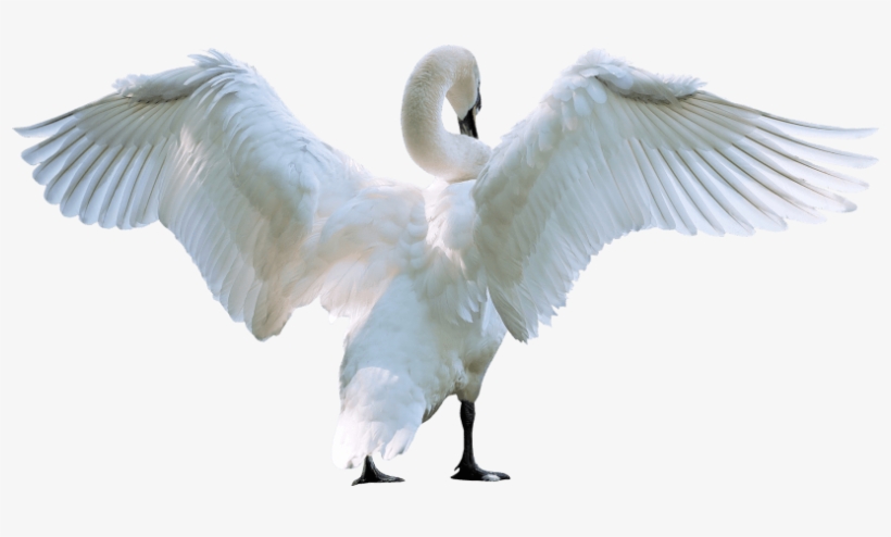 Free Png Swan Starting Fly Png Images Transparent - Swan Png, transparent png download
