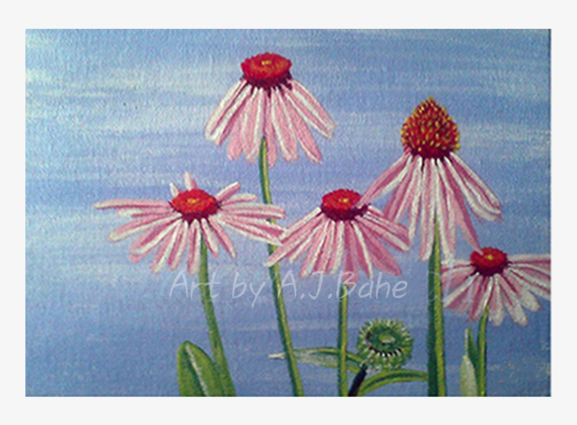 Portfolio - A - J - Bahe - Purple Coneflower, transparent png download