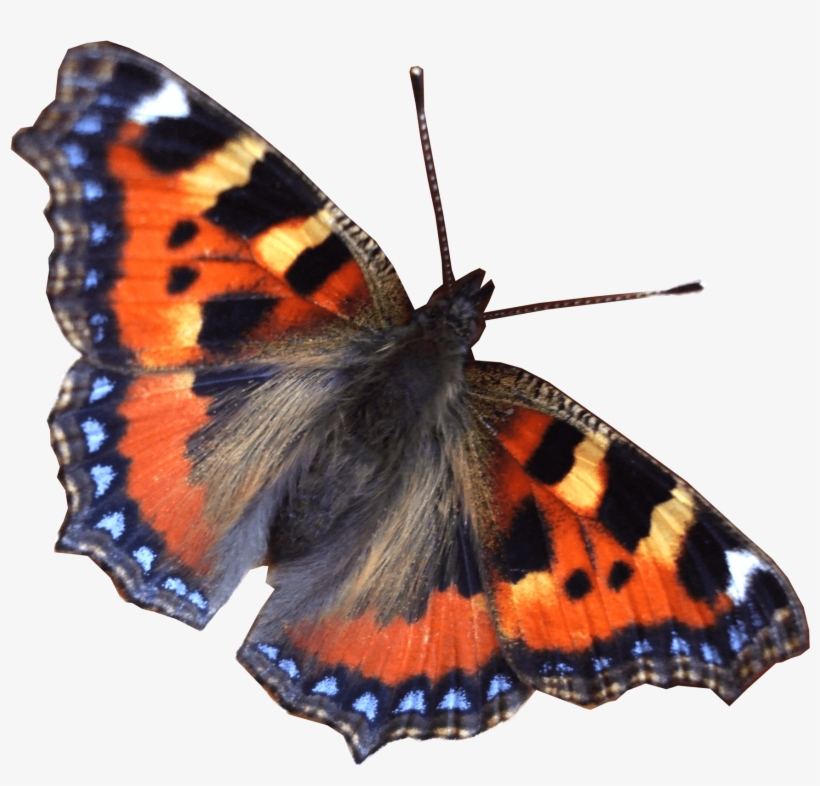 Butterfly Right - Minilabel Large Butterfly, Circle Greeting Stickers,, transparent png download