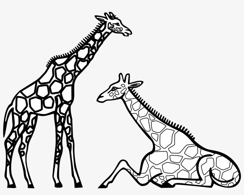 Cute - Giraffe Images For Colouring, transparent png download