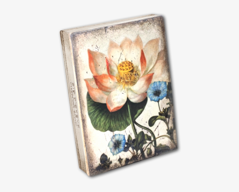 Sacred Lotus - Protea, transparent png download