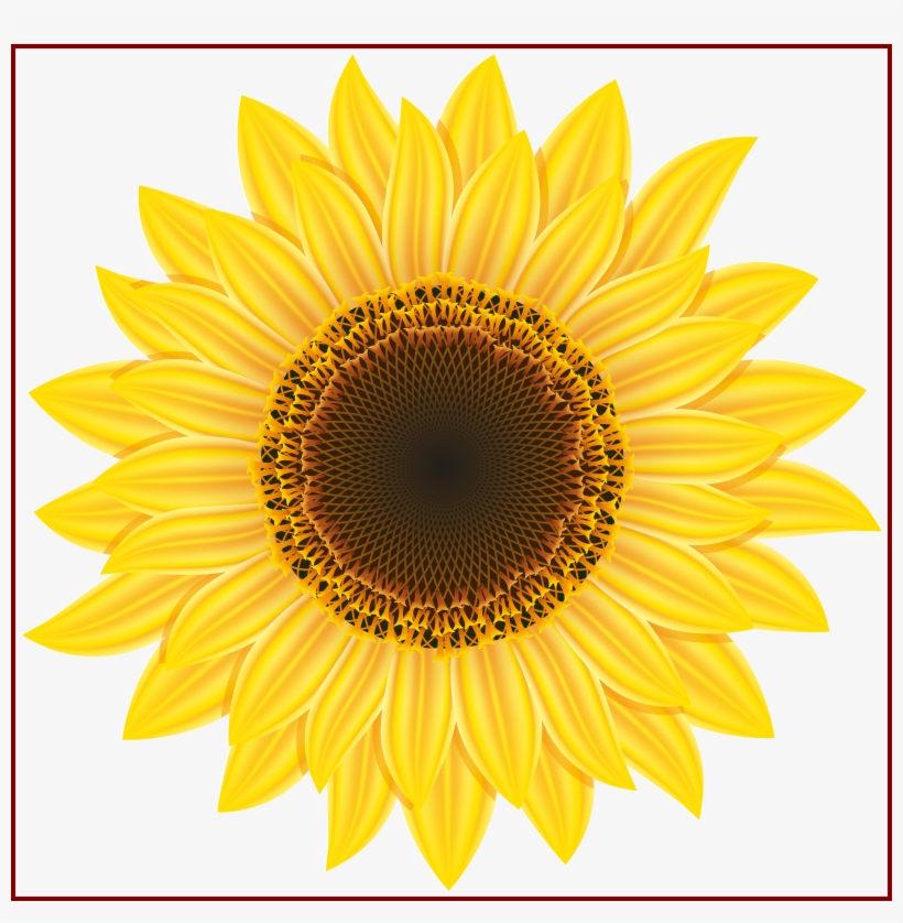 Sunflower Png Clipart - High Res Flower Png, transparent png download