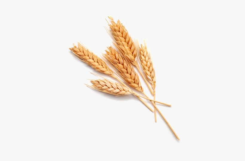 Wheat Png Download Image - Effective Factors On Entrepreneurship In Rural Cooperatives, transparent png download