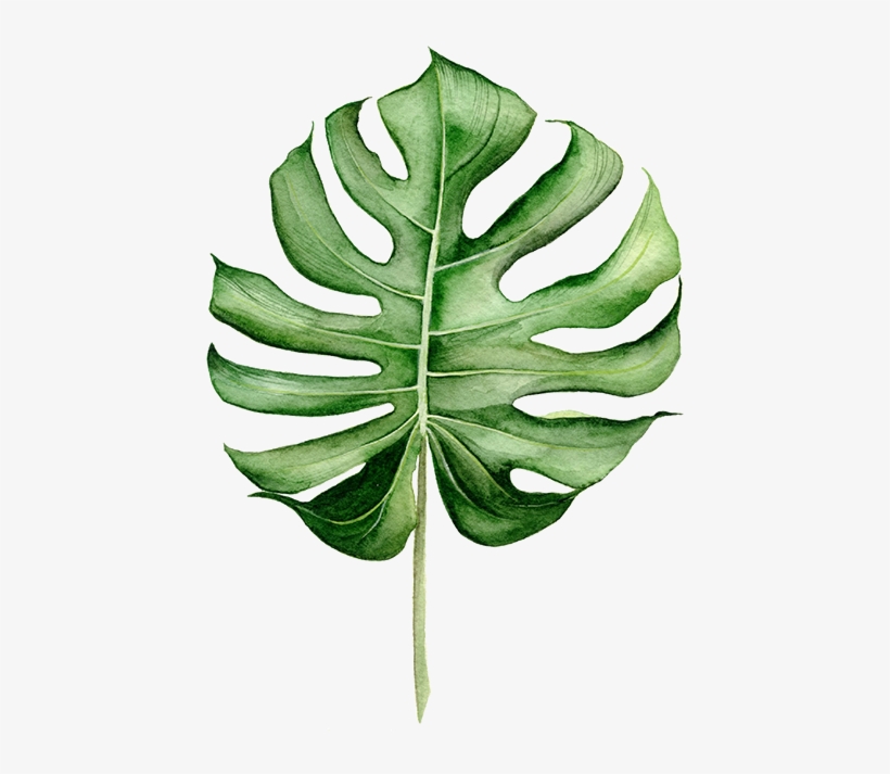 Vine Png, transparent png download
