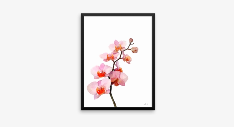Pink Phalenopsis - Cherry Blossom, transparent png download