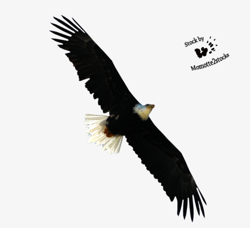 Bald Eagle Png Free Download - Bald Eagle Cut Out, transparent png download