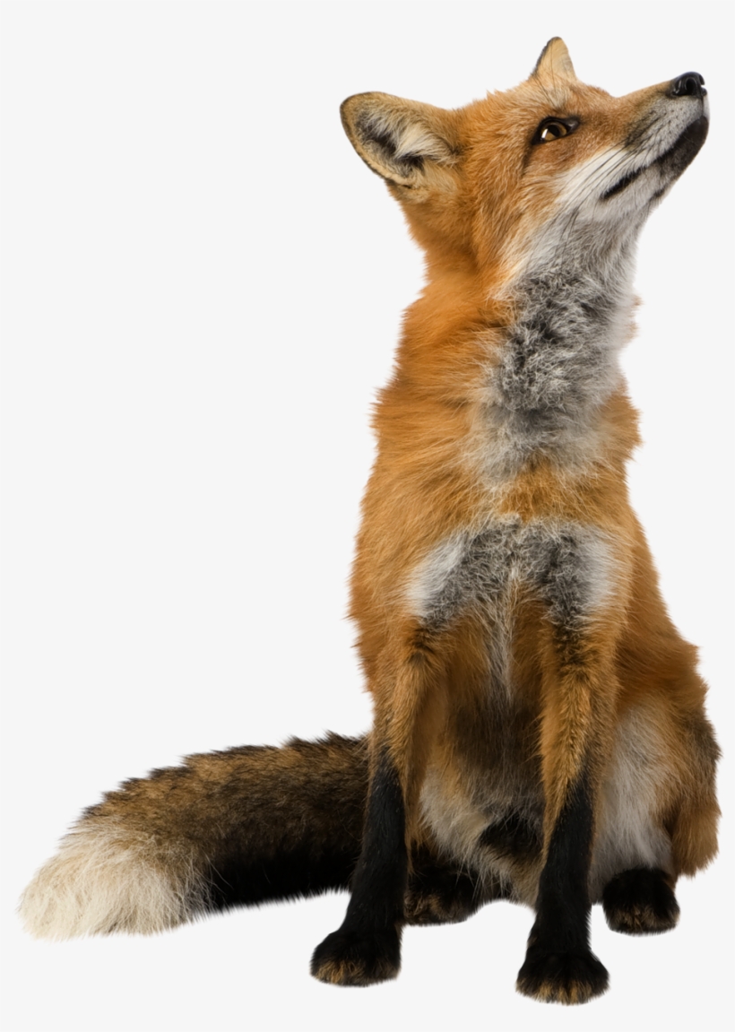 Clipart Freeuse Animal Transparent - Fox Transparent, transparent png download