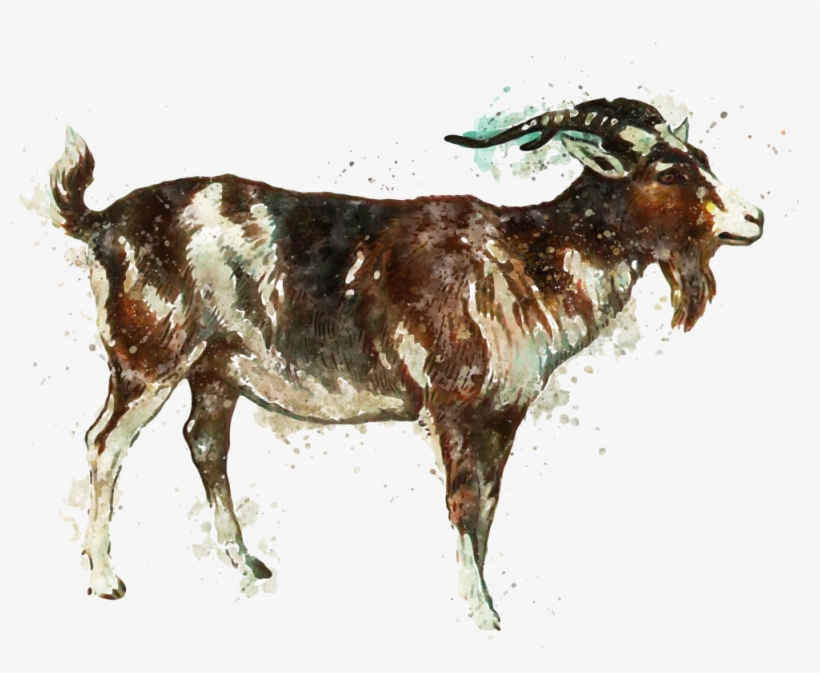 Goat Meat Products - Goat Art, transparent png download