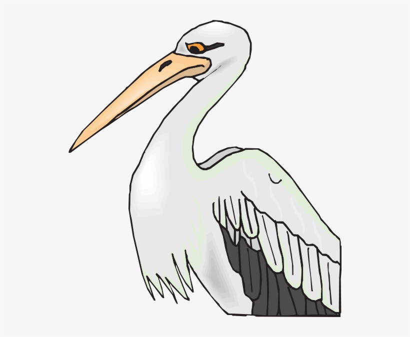 Image Library Stock Free Collection Download And Share - Aves De Pico Largo, transparent png download