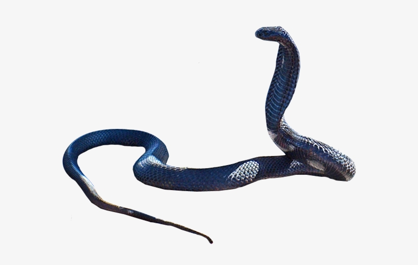 Cobra Snake Png Clipart - Snake Black Mamba Png, transparent png download