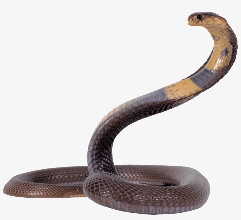 Black And Yellow Snake Png Image - Png Snake, transparent png download