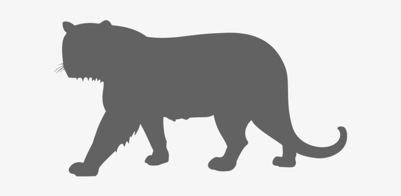 Endangered - Panther Tiger Size Comparison, transparent png download