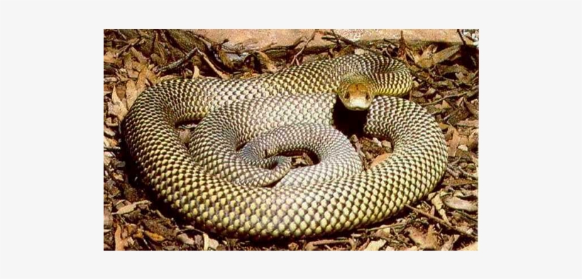 Mulga Snake - Mulga Snake Colours, transparent png download