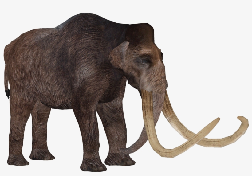 Woolly Mammoth Transparent PNG - 921x921 - Free Download on NicePNG