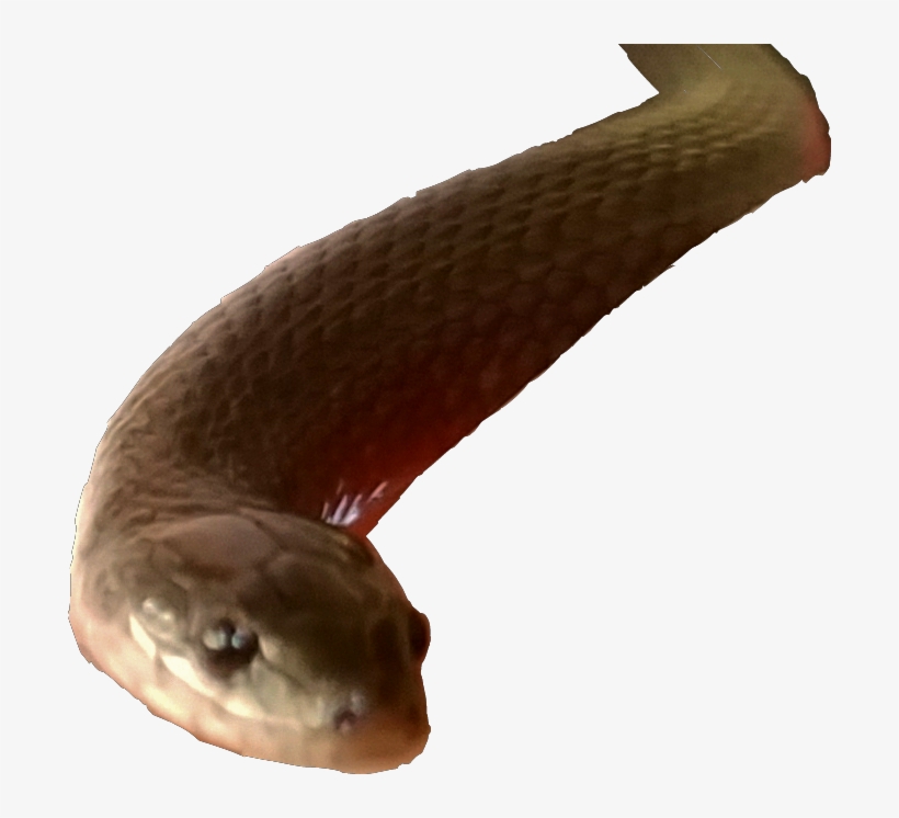 Sticker Snake Grasssnake Slither Reptile - Picsart Edit Snake Png, transparent png download