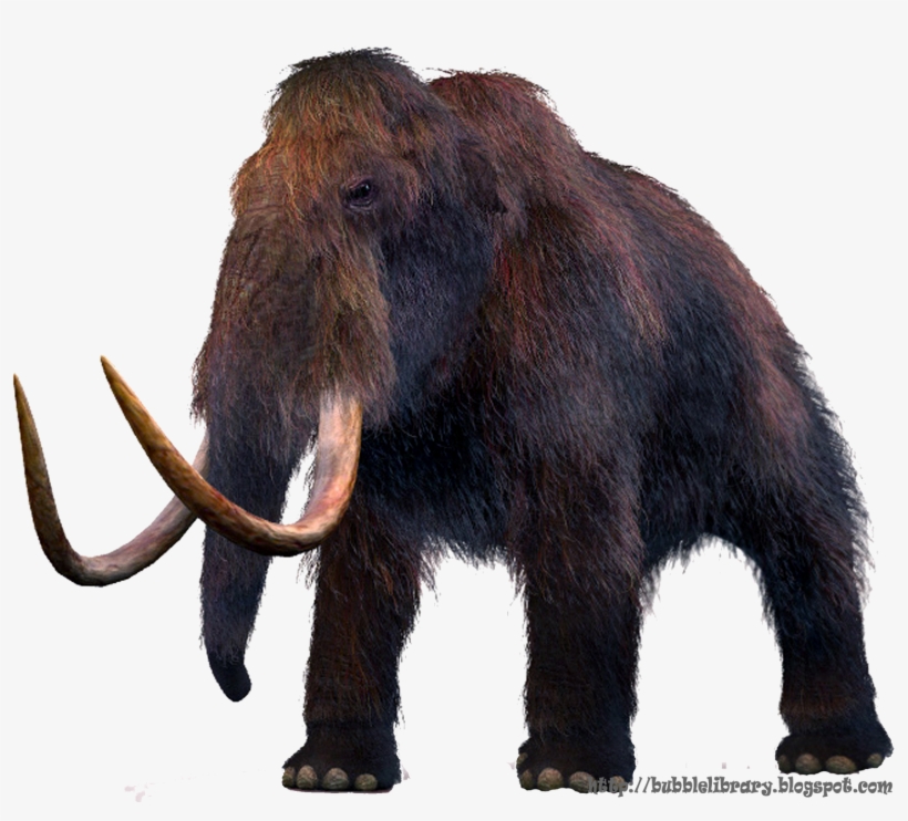 Fed Entirely On Plants, transparent png download