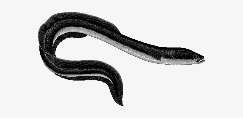 Black Mamba Snake Png Pic - Eel Png, transparent png download