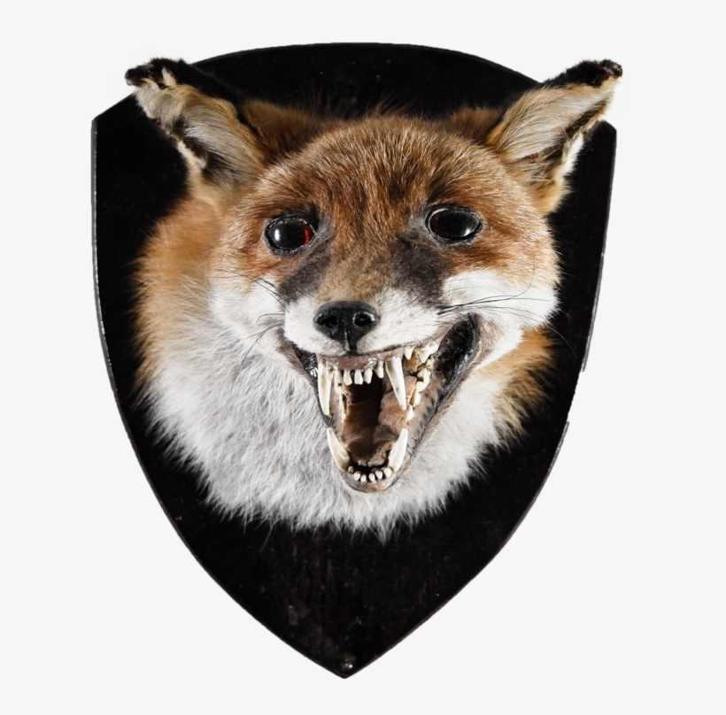 Rare Fox Head Mount, transparent png download