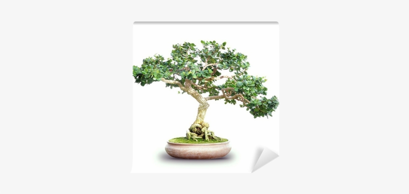 Image Transparent Bonsai Drawing Fantasy - Bonsai, transparent png download