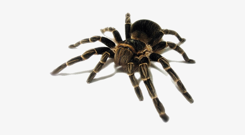 Tarantula, transparent png download