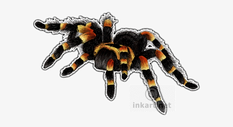 Mexican Red-kneed Tarantula Decal - Mexican Red Knee Tarantula Png, transparent png download