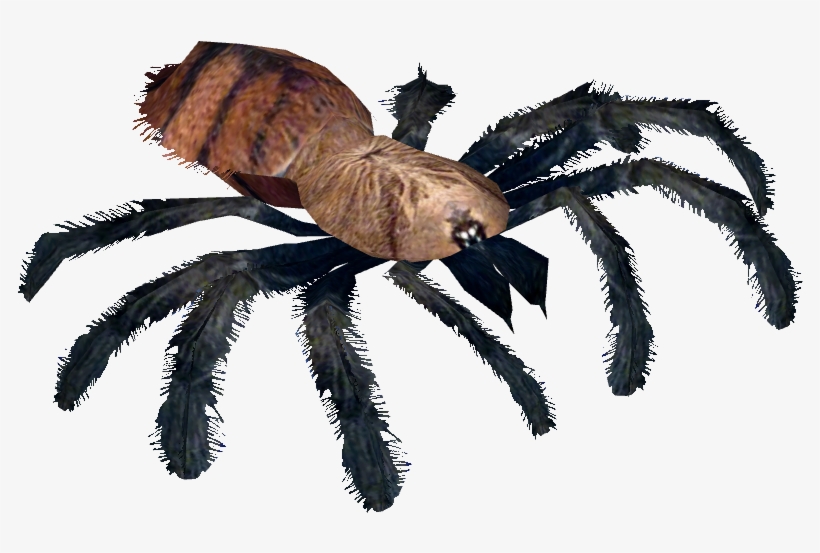 Indian Violet Tarantula - Tarantula, transparent png download