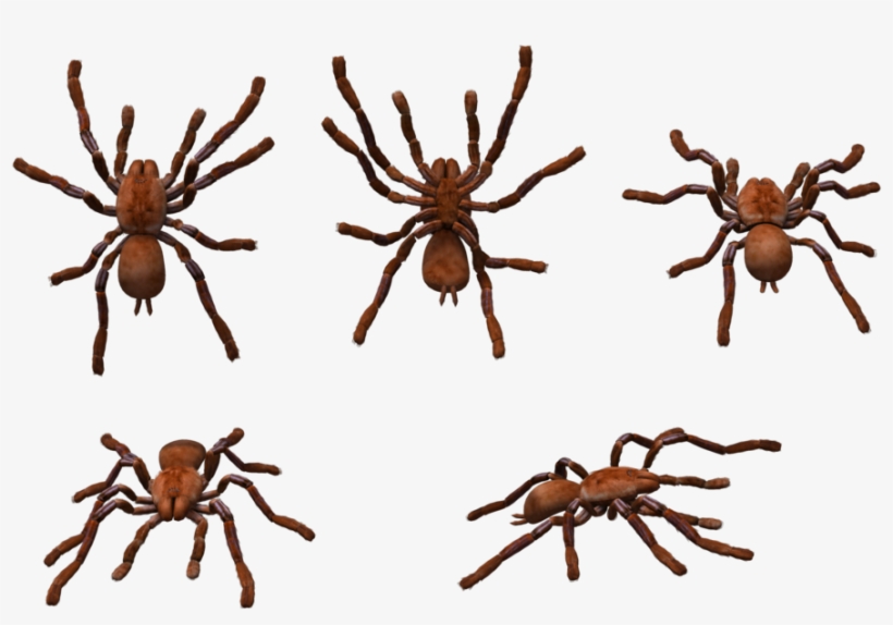 More Like Bird Bird Bird Png Format By Chimonk - Portable Network Graphics, transparent png download