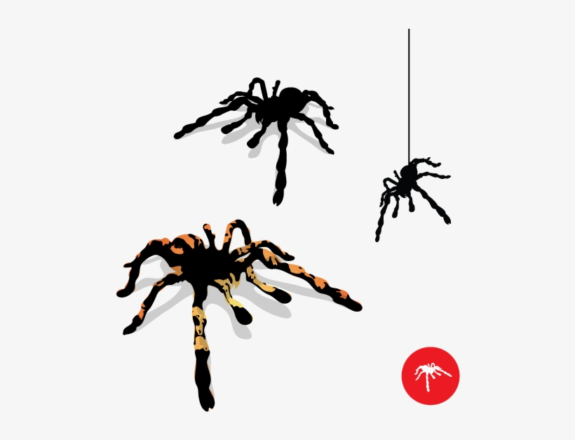 Tarantula Spider Vector - Spider Vector, transparent png download