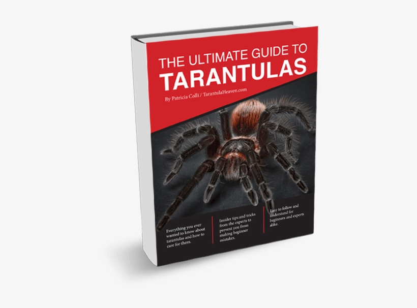 Ready To Get Started - Beängstigende Tarantula-spinne Arachnophobia Untersetzer, transparent png download