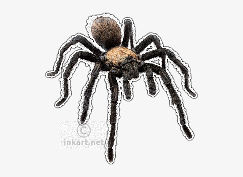 Western Desert Tarantula Decal - Tarantulas Of The World Wall Clock, transparent png download