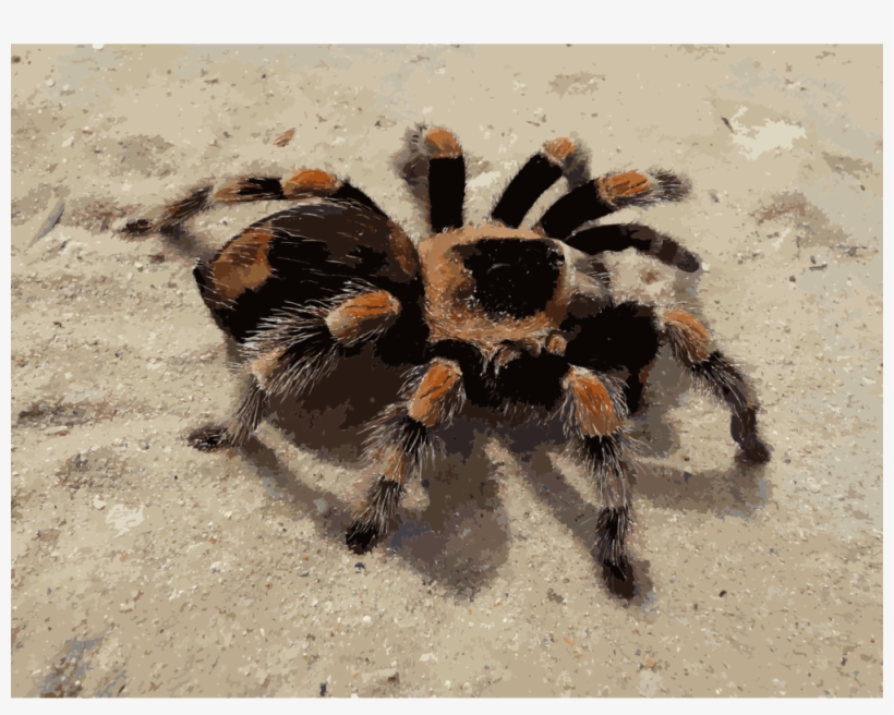 Spider Brachypelma Hamorii Smith's Redknee Tarantula - Nhện Khổng Lồ, transparent png download