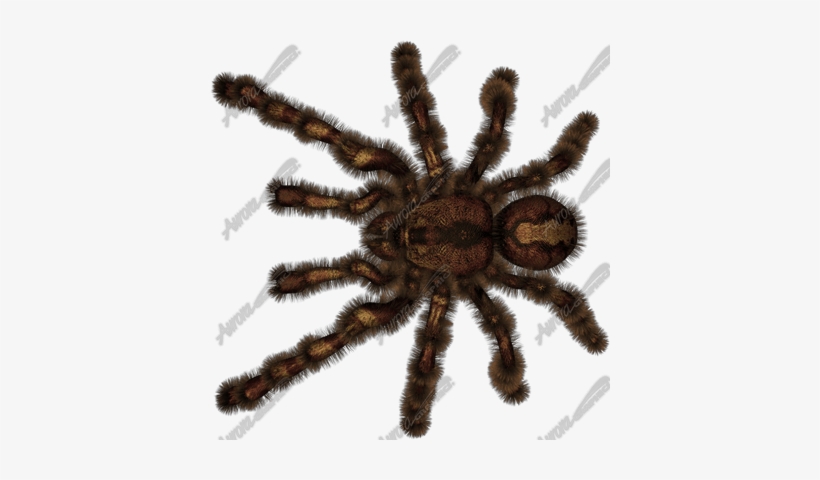 Tarantula - Ship, transparent png download