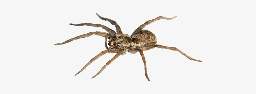 Spider Png Pic - Spider Transparent, transparent png download