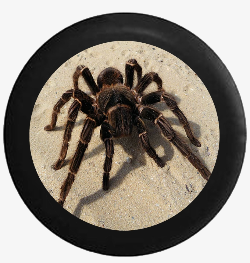 Tarantula Spider On Desert Sand Jeep Camper Spare Tire - Lasiodora Parahybana, transparent png download