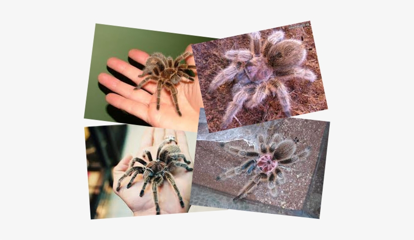 Pet Bradenton Rose Hair Tarantula - Chilean Rose Hair Tarantula, transparent png download